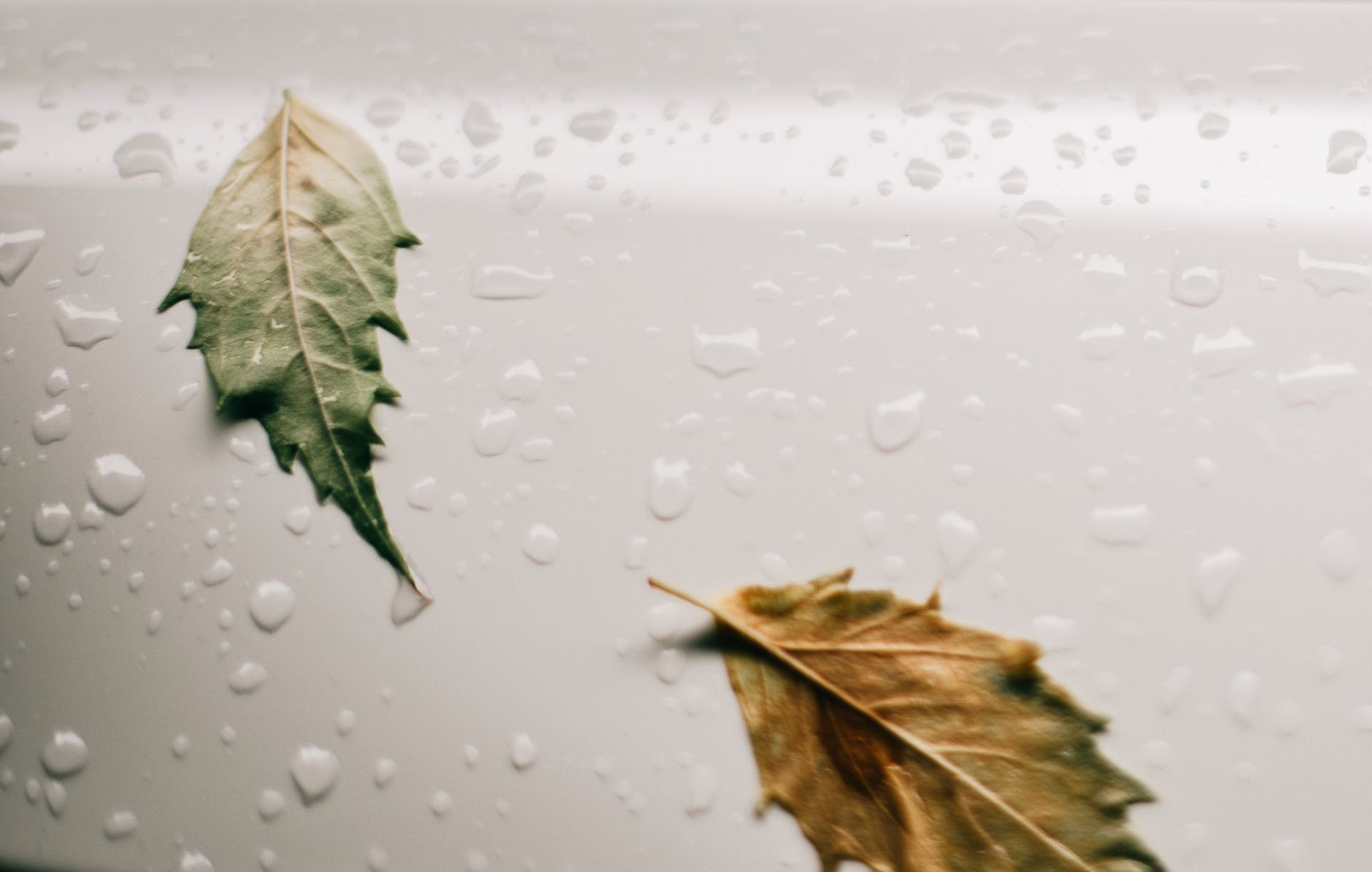 wet white surface with leaves